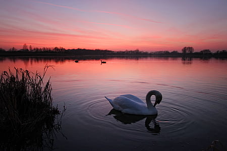 white swan on body of water thumbnail