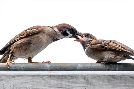 brown bird feeding another bird perched on gray metal post thumbnail