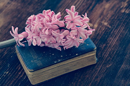 pink flowers on blue book thumbnail