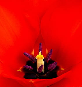 macro photography of red petaled flower pollen thumbnail