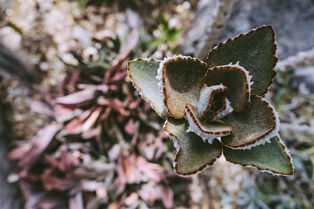 Selective Focus Photo of Green Leaf Plant thumbnail