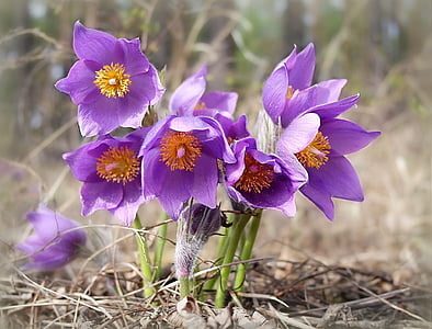 purple Pulsatilla flowers selective focus photography thumbnail