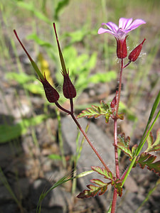 Geranium Robertianum, Herb-Robert thumbnail