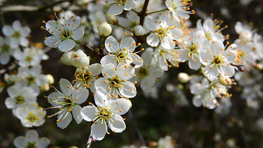 Prunus Spinosa, Blackthorn thumbnail