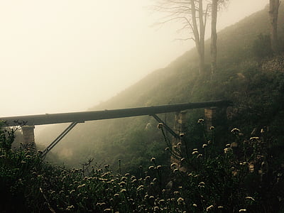 forest during fog thumbnail