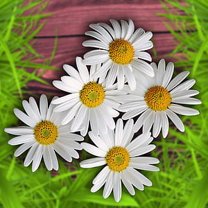 five white daisy flowers thumbnail