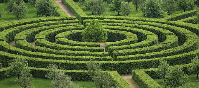 green maze hedge thumbnail