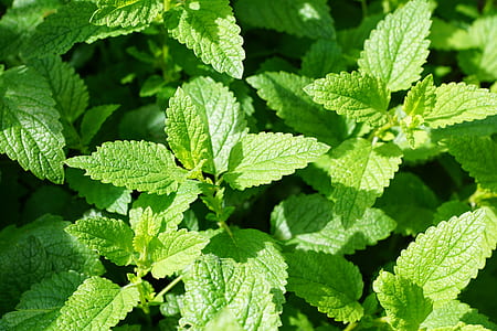 closeup photo of mint plants thumbnail
