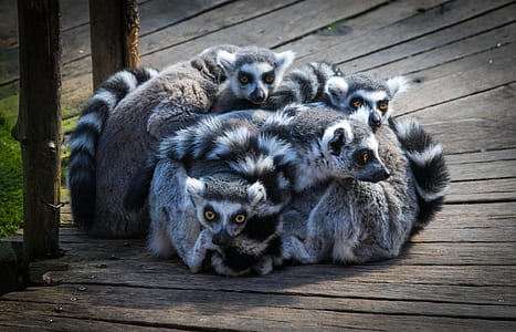 gray raccoons on brown wooden board thumbnail