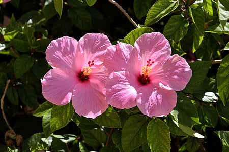 pink Hibiscus flowers thumbnail