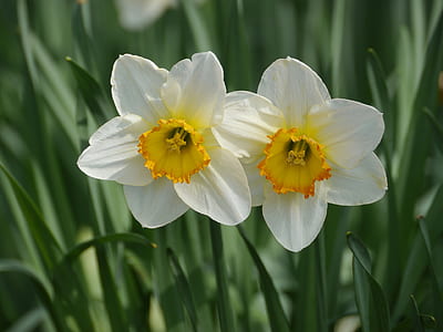 two white and yellow flowers blooming during daytime thumbnail
