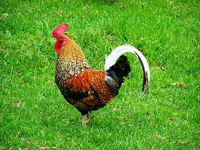 brown, orange, and black rooster on ground during daytime thumbnail