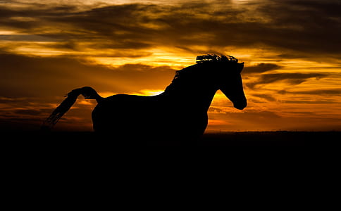 silhouette photo of horse thumbnail