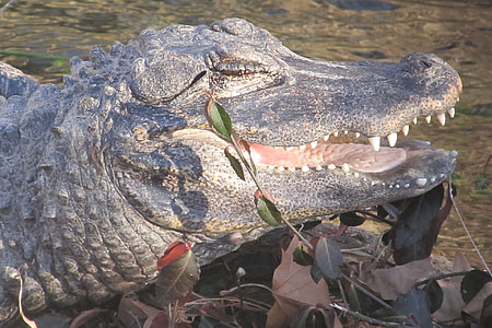 Smiling Chinese Alligator, Head thumbnail