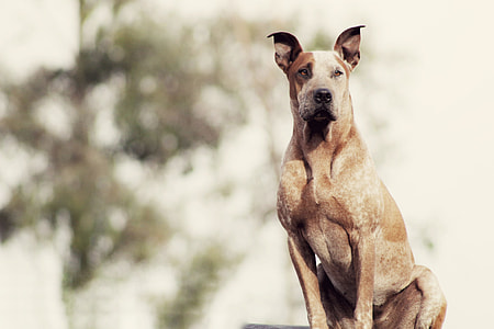 selective focus photography of tan dog thumbnail