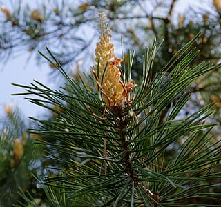 Close View of Yellow Flowering Tree thumbnail