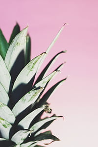 pineapple leaf thumbnail
