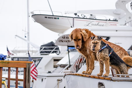 photo of golden retriever and lakeland terrier on yacht thumbnail