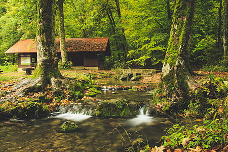 photo of streaming river in forest thumbnail