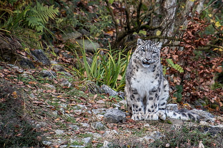 white and black tiger sitting on field near tree thumbnail