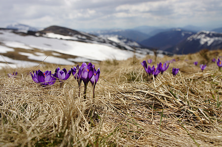 selective focus photography of purple petaled flowers thumbnail