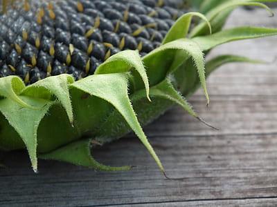 green fruit thumbnail
