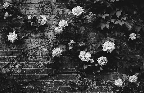 grayscale photography of roses on wall thumbnail