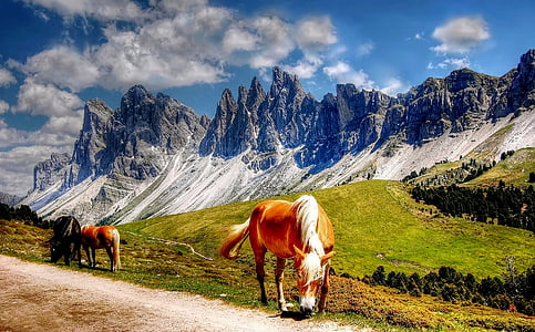 two brown and one black horses eating grasses with mountain background thumbnail