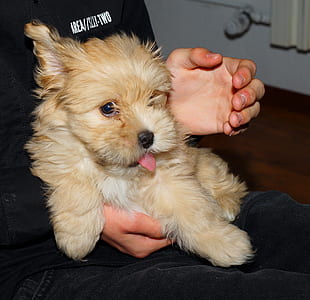 person holding cream puppy thumbnail