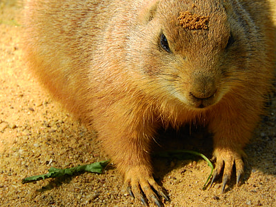 Black-Tailed Prairie Dog thumbnail