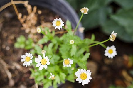 shallow focus photography of white petaled flower thumbnail