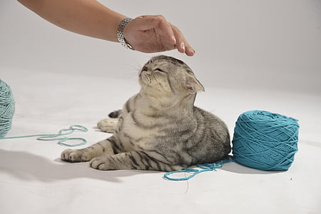 gray tabby cat petted thumbnail