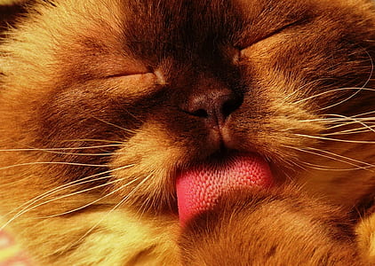 brown and black cat licking foot thumbnail