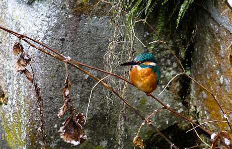 river kingfisher perched on brown stem of plant thumbnail