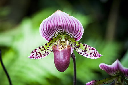 purple pitcher plant thumbnail