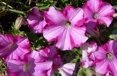 Petunia, Nachtschattengewächs thumbnail