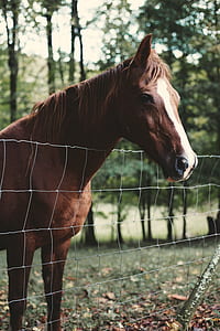 red and white horse near fence during daytime thumbnail