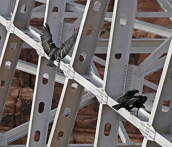 Black Birds on Scaffolding thumbnail