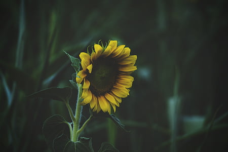 selective focus photography of sunflower thumbnail