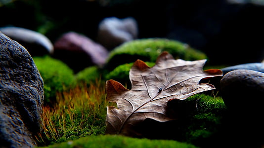 micro photograph of dried brown leaf on mossy ground surrounded by rocks thumbnail