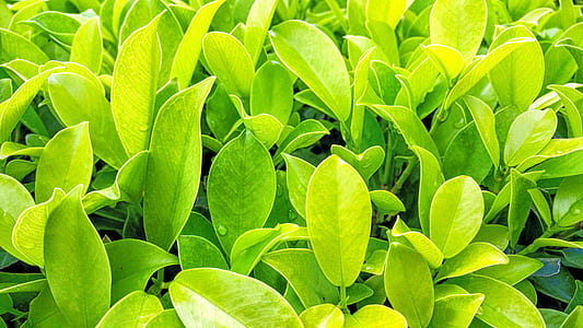 nature, leaves, dew, plants thumbnail