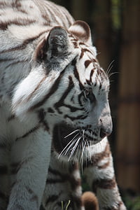 white tiger thumbnail