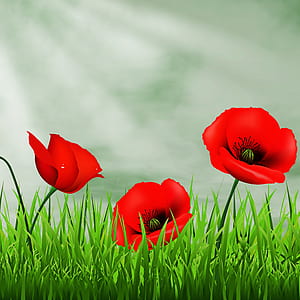two red common poppy flowers thumbnail