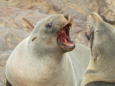 two gray seals thumbnail