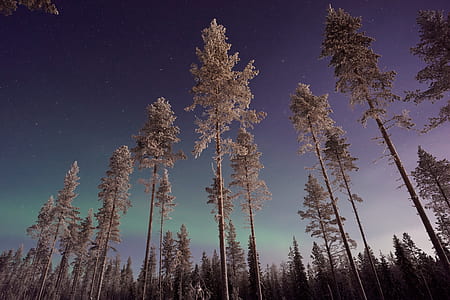 white pine trees thumbnail