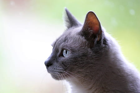 Russian blue cat in macro photography thumbnail