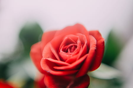 selective focus photography of red rose flower thumbnail
