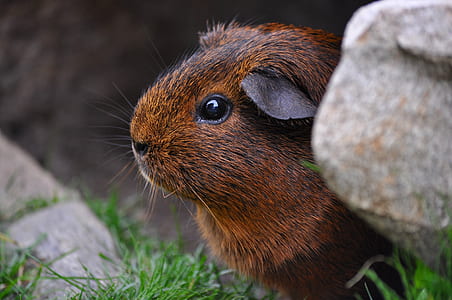 brown and black Paca thumbnail