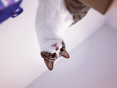 white and gray cat thumbnail