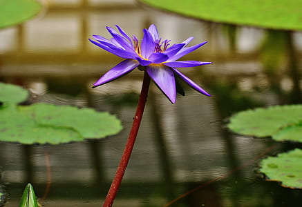 selective focus photo of purple petaled flowers thumbnail